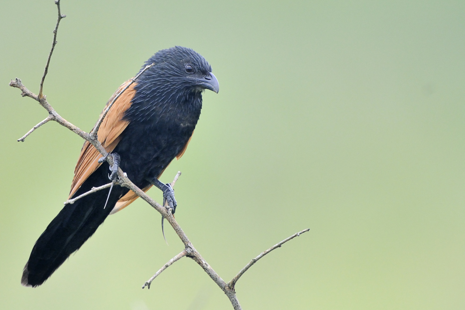 image Black Coucal